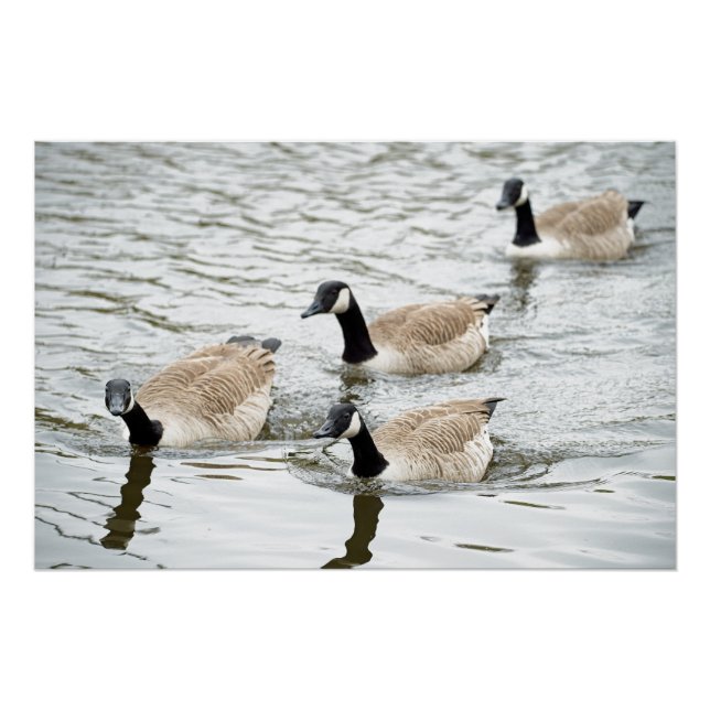 Canada geese having a gander! poster (Front)