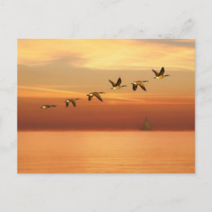 Canada Geese in Flight at Sunset Postcard