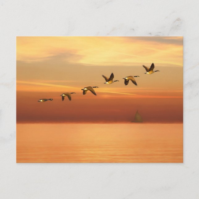 Canada Geese in Flight at Sunset Postcard (Front)