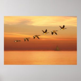 Canada Geese in Flight at Sunset Poster