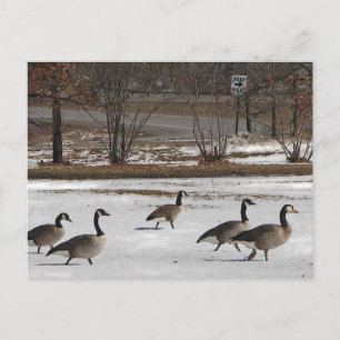 Canada Geese Keep Right Postcard