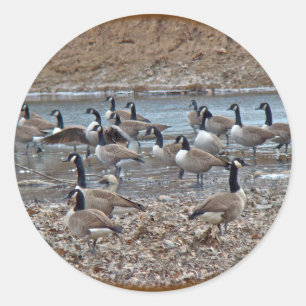 Canada Geese on Green Lane Reservoir Classic Round Sticker