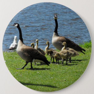Canada Geese on the Grass by the Water Button