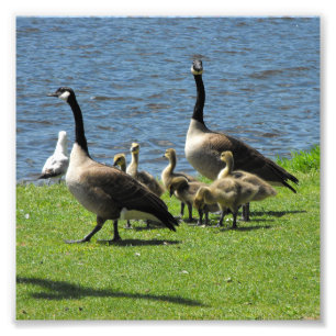 Canada Geese on the Grass by the Water Photo Print