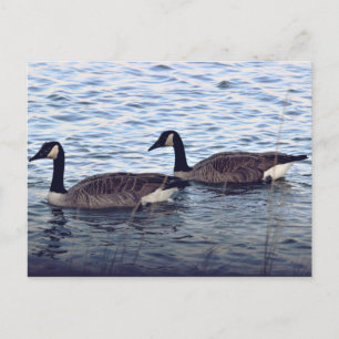 Canada Geese Postcard