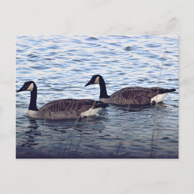 Canada Geese Postcard (Front)