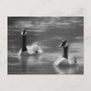 Canada Geese Postcard