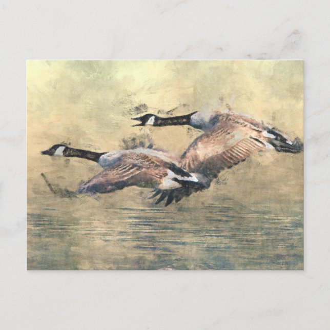 Canada Geese Postcard (Front)