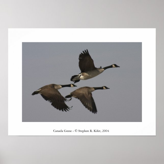 Canada Geese Poster (Front)