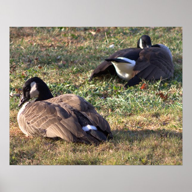 Canada Geese Poster (Front)