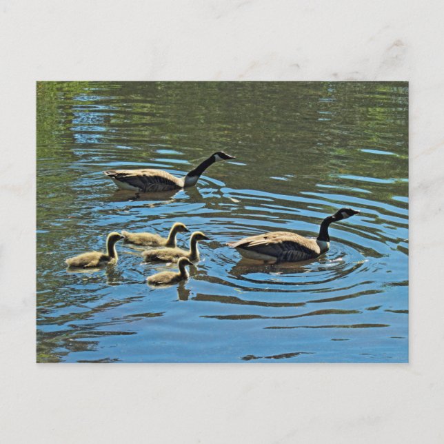 Canada Geese with Goslings Postcard (Front)