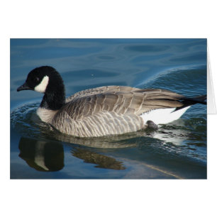 Canada Goose