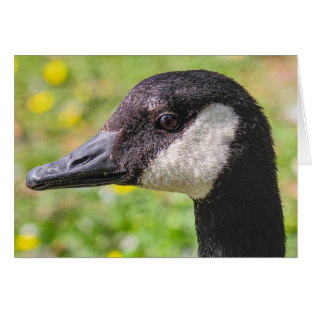 Canada Goose (Front Horizontal)