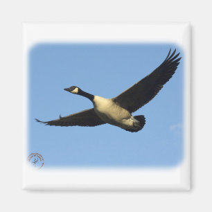 Canada Goose 9R005D-123 Magnet