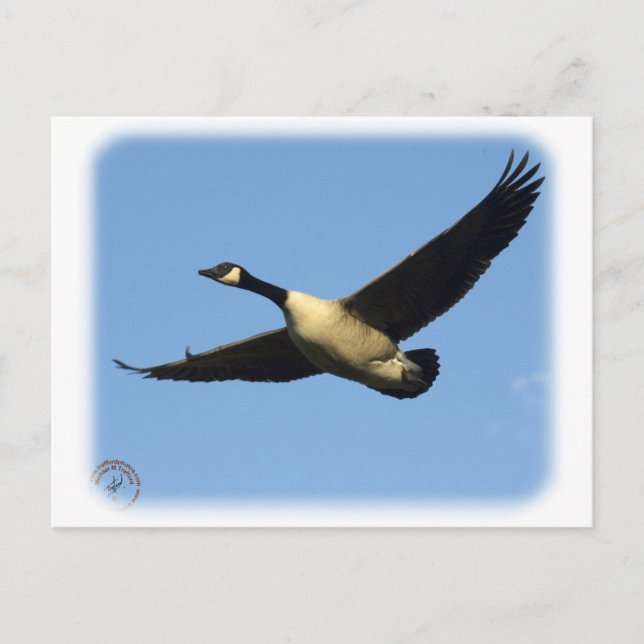 Canada Goose 9R005D-123 Postcard (Front)