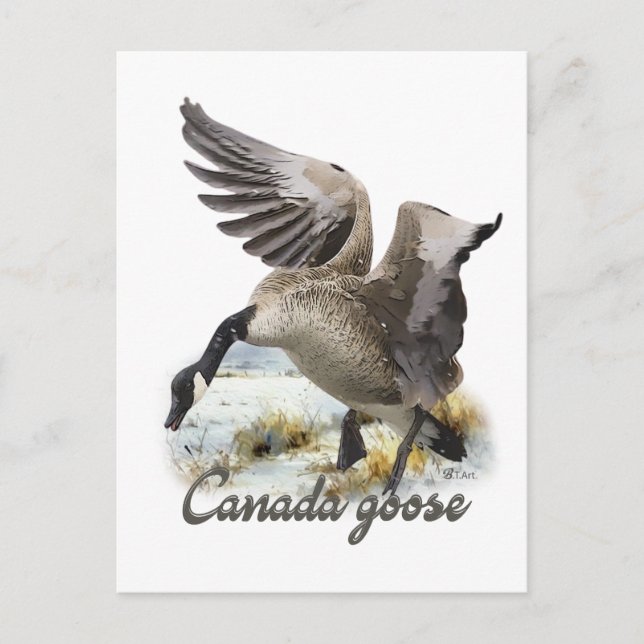 Canada Goose, Art Postcard (Front)