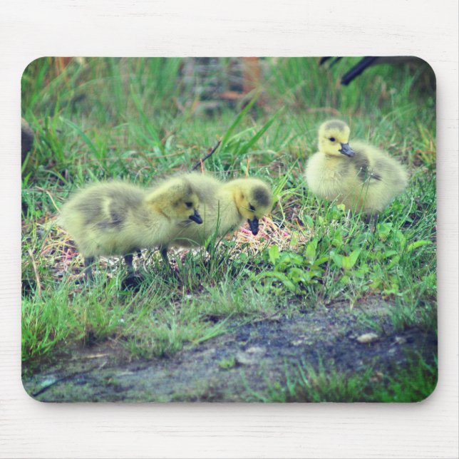 Canada Goose Babies Nature  Mouse Pad (Front)