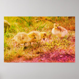 Canada Goose Babies Wildlife Art Poster