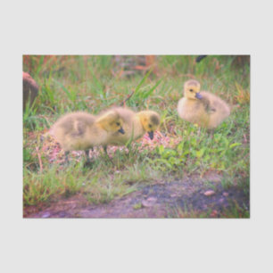 Canada Goose Babies Wildlife Decoupage Tissue Paper