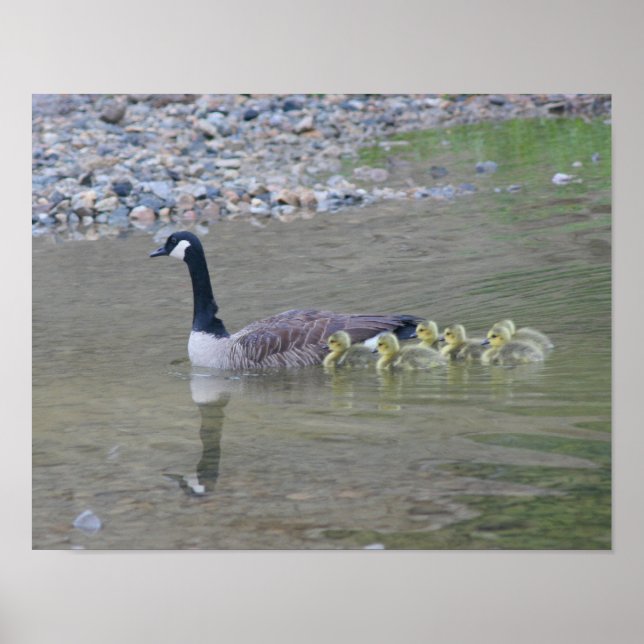Canada Goose Babies With Mum Animal Poster (Front)