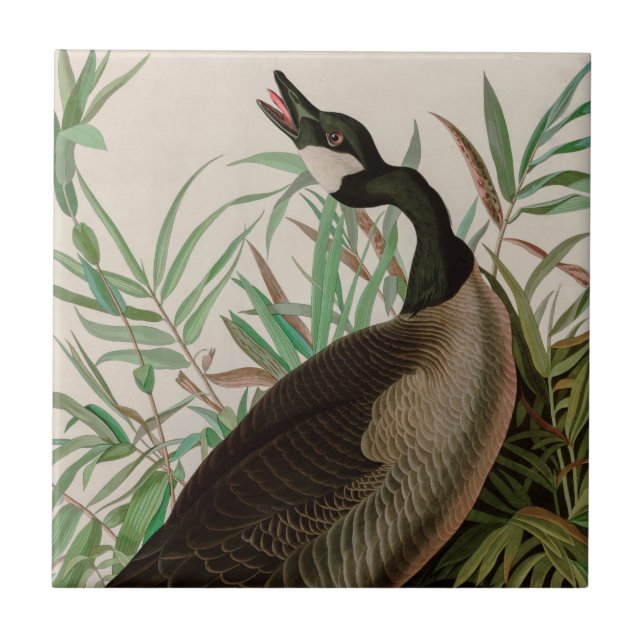 Canada Goose Birds of America Audubon Print Tile (Front)