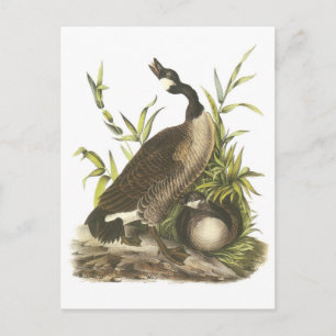 Canada Goose by Audubon Postcard