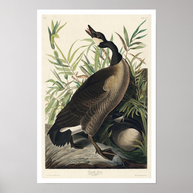 Canada Goose by Audubon Poster (Front)