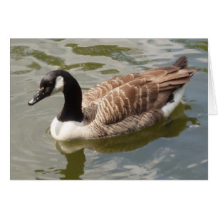 Canada Goose Card