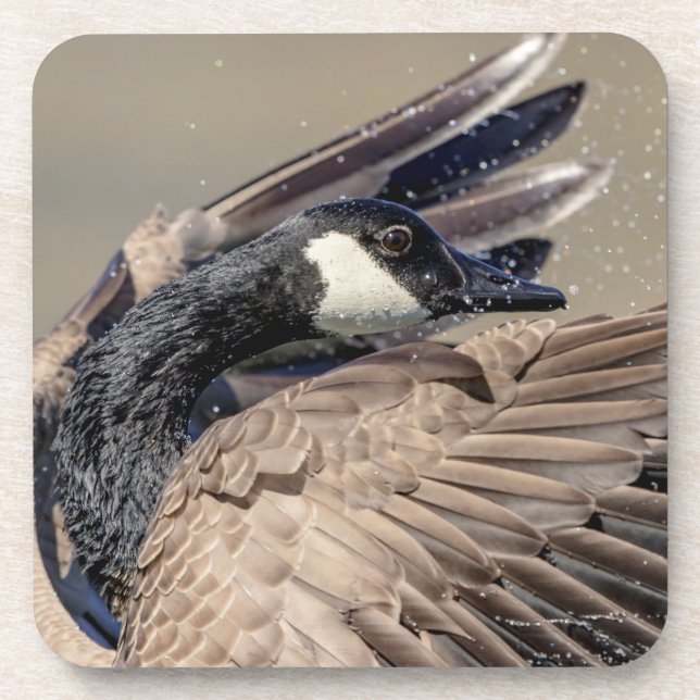 Canada Goose Coaster (Front)