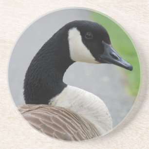 Canada goose coaster