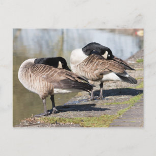 Canada Goose Couple Postcard