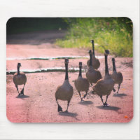 Canada Goose Family Nature