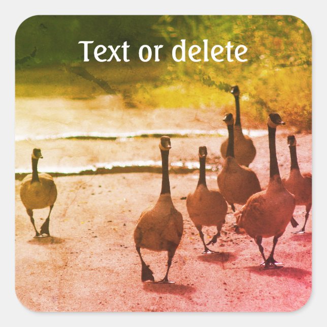 Canada Goose Family Nature Personalised Square Sticker (Front)