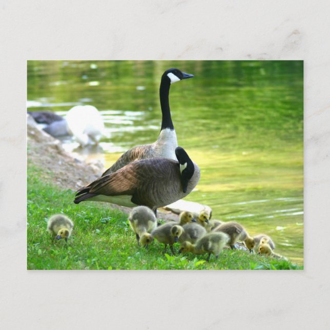 Canada goose family postcard (Front)