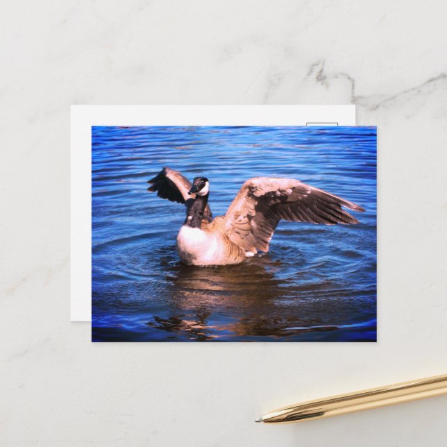 Canada Goose Flapping Her Wings Blue Water Nature  Postcard (Front/Back In Situ)
