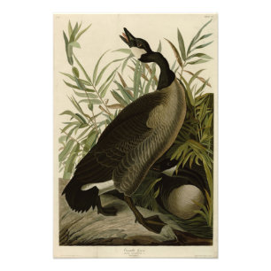 Canada Goose from Audubon's Birds of America Photo Print
