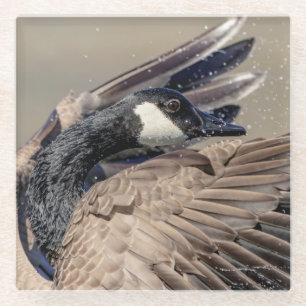 Canada Goose Glass Coaster