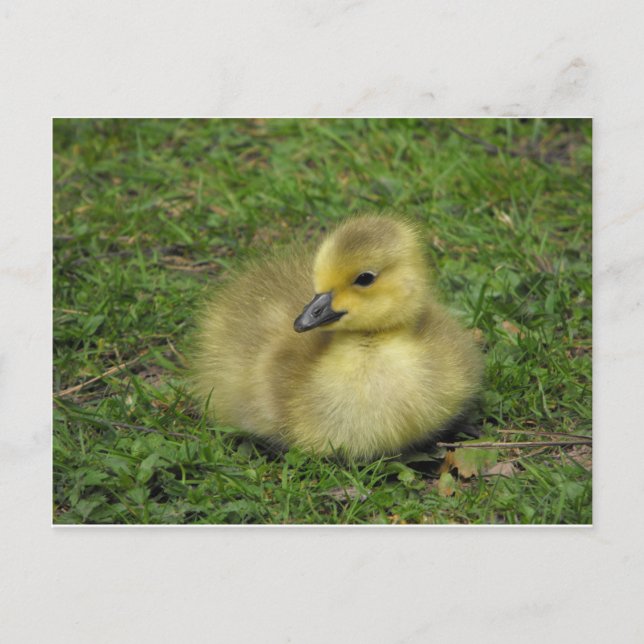 Canada Goose Gosling Holiday Postcard (Front)