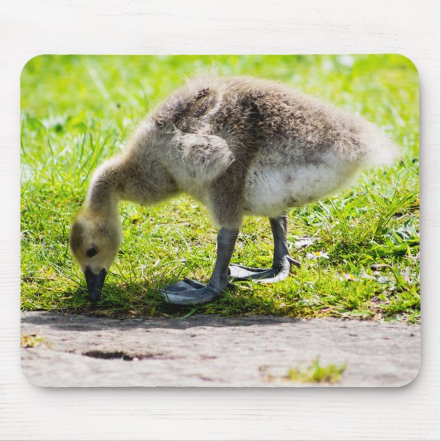 Canada Goose Gosling Mouse Pad (Front)