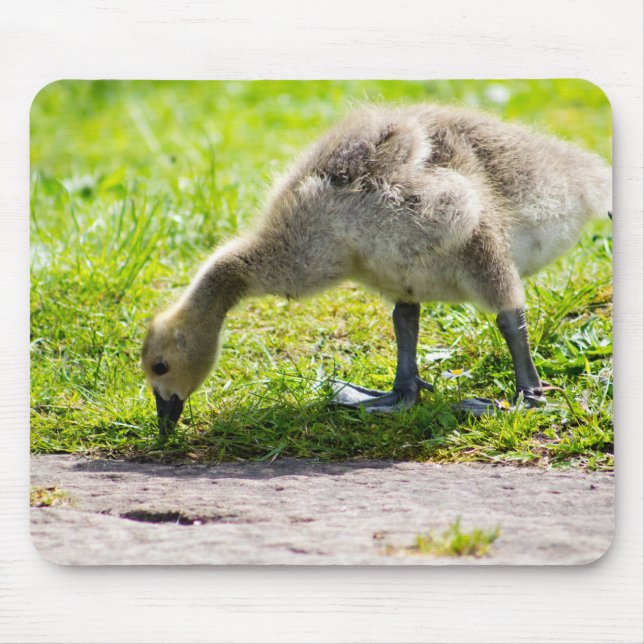Canada Goose Gosling Mouse Pad (Front)