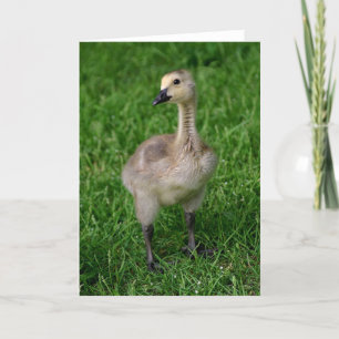 Canada Goose Gosling Notecard