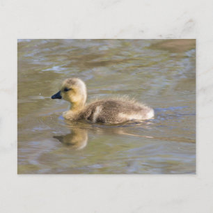 Canada Goose Gosling Postcard