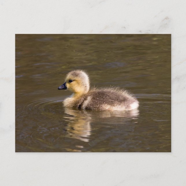 Canada Goose Gosling Postcard (Front)
