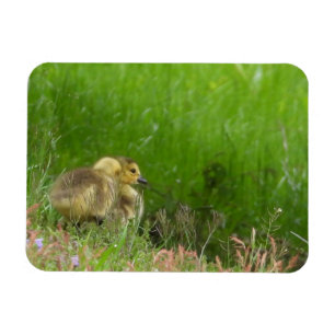 Canada Goose goslings Magnet