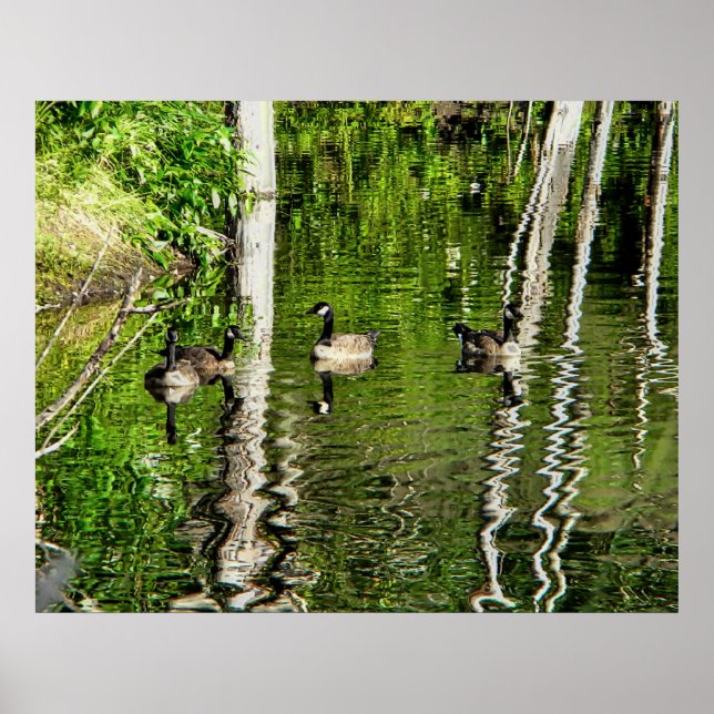 (Canada) Goose Green Poster (Front)