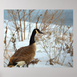 Canada Goose in Snow Poster