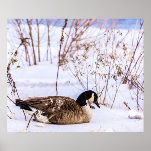Canada Goose in Snow Poster