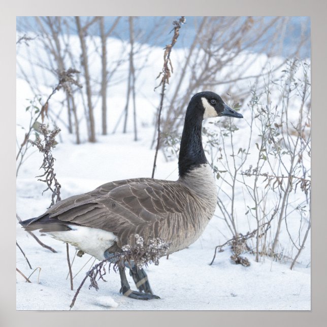 Canada Goose in Snow Poster (Front)