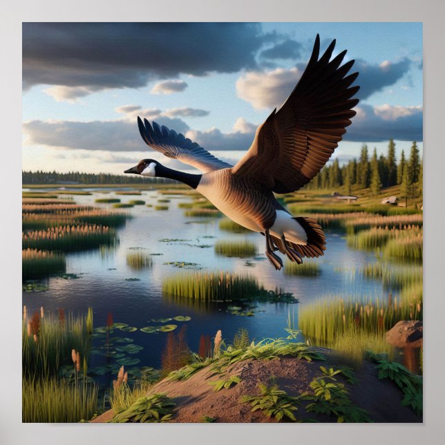 Canada Goose in Tranquil Wetlands Poster (Front)