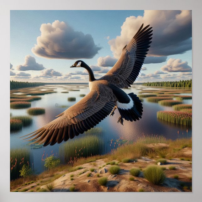 Canada Goose in Tranquil Wetlands Poster (Front)